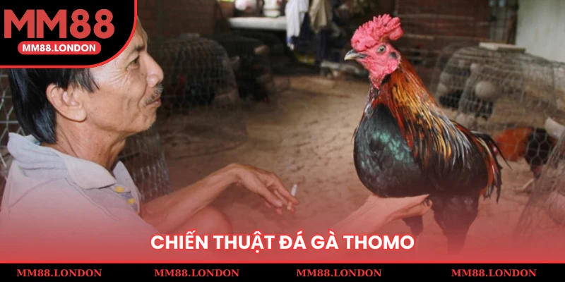 Chiến thuật đá gà Thomo