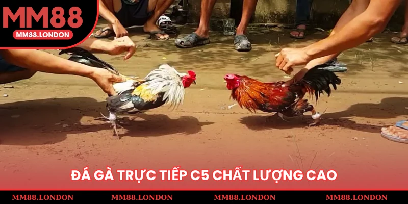 Đá gà trực tiếp C5 chất lượng cao